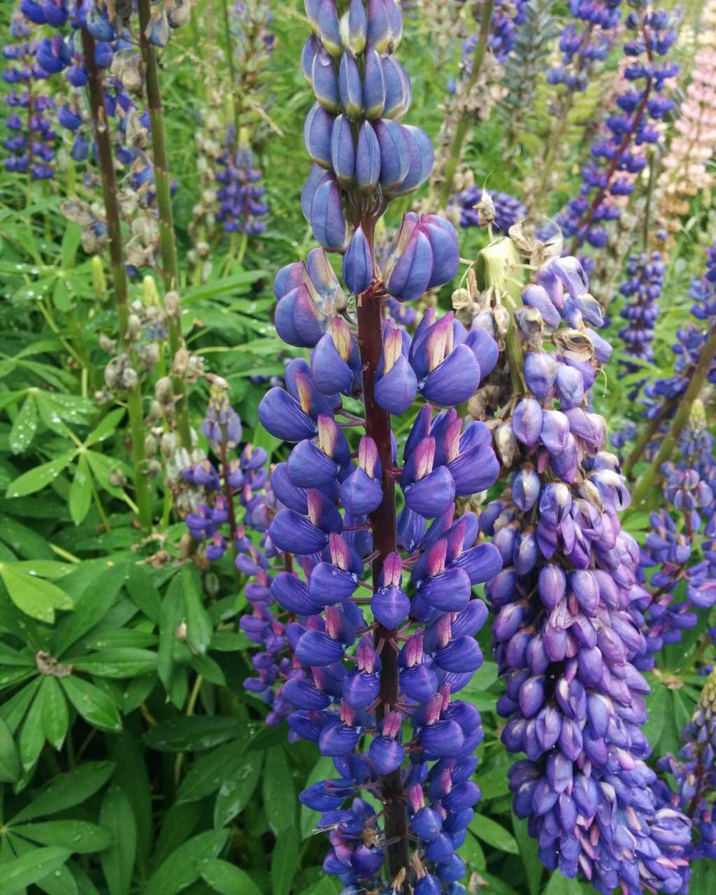 Lupinus polyphyllus / Lupino a foglie numerose